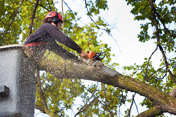 Best Stump Grinding Near Me  in Beulah, ND